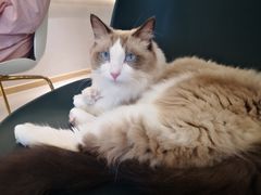 -飞行喵MR PILOT|猫舍·猫咖(静安大融城店)