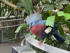 -新加坡飞禽公园
