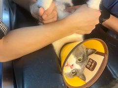 -御宝贝·A梦猫科宠物医院(国际猫友好医院)