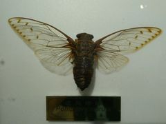 -上海昆虫博物馆