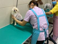 -北京观赏动物医院·24小时大型综合·猫专科·异宠专科
