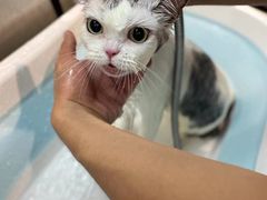 -PETKIT小佩宠物·低压洗护(国顺东路店)