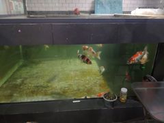 -苏州艺都古玩花鸟市场