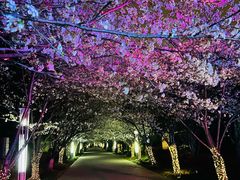 -高东镇樱花园