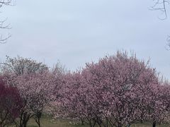 -蜀冈西峰生态公园