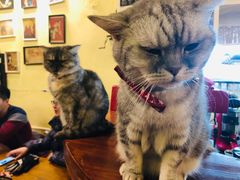 -猫色咖啡·猫咖