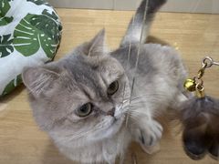 -青奢宠物·青奢猫舍