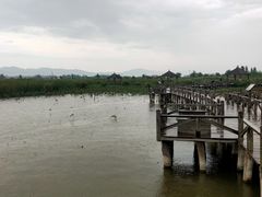 -哈素海