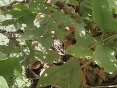 -吉林拉法山