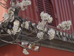 -大觉寺-停车场