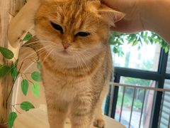 -唐小姐の私宠·宠物洗护美容·撸猫馆·购宠(周浦万达旗舰店)