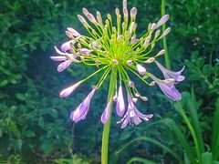 -陆家嘴中心绿地