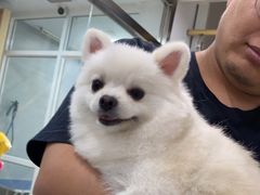 -宠福鑫康馨动物医院·骨科·眼科