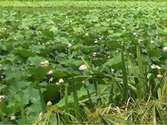 iphone_upload_pic-西昌邛海湿地