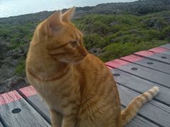 途中偶遇的小黄猫-鹅銮鼻公园