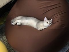 -东方名猫馆·英短金渐层布偶猫舍(环线广场1号楼店)