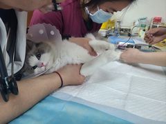 -美联众合动物医院·24h转诊中心