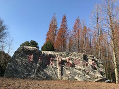 -东平国家森林公园