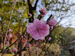 -桃花涧
