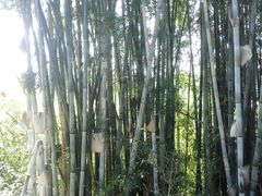-红山村