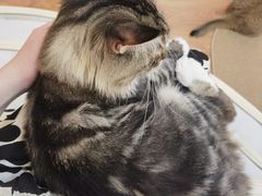 -COLOR PETS 撸猫馆·购猫·猫咖(长风大悦城店)