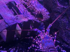-暹罗海洋世界