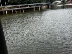 -银湖山郊野公园-相思林