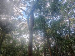 -广州市石门国家森林公园
