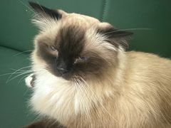 -安格丽娜·狗咖·猫咖羊驼咖(春熙路百盛商场店)