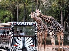 -清迈夜间动物园