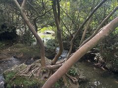 -花溪公园