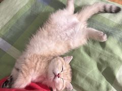 -猫十亿·布偶金渐层·曼基康矮脚猫舍(青年路店)