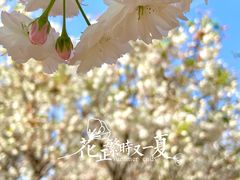 -天适樱花悠乐园