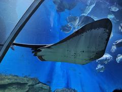 -顺德南宏海立方海洋公园