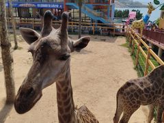 -西霞口神雕山野生动物世界