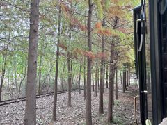 -合肥滨湖国家森林公园