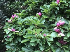 -昆山城市生态森林公园