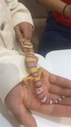 -Moni星球萌宠·小马宝莉·灵蛇·高端高阶全萌宠互动体验俱乐部(红豆国际广场店)