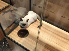 -袖虎·猫馆(体育西路店)