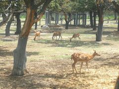 -西安秦岭野生动物园