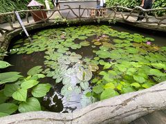-野象谷景区