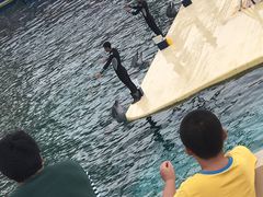 -秦皇岛乐岛海洋王国