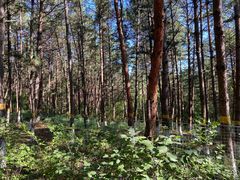 -帽儿山国家森林公园