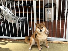 -逗柴咖啡屋·狗咖猫咖宠物桌游