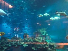 -海棠湾洲际-涛·海底餐厅·美人鱼·自助餐·海底隧道
