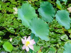 -荔湾湖公园