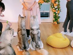-Husky Go! 哈士奇体验馆·宠物咖啡厅狗咖