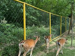 -合肥滨湖国家森林公园