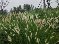 -白鹭湾湿地公园