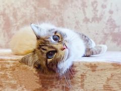 -纳吉亚猫专科动物医院(康都外科中心)